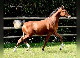 Koń czystej krwi arabskiej, Ogier, 1 Rok, 156 cm, Gniada