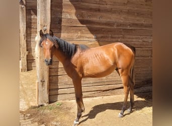 Koń czystej krwi arabskiej, Ogier, 1 Rok, 156 cm, Gniada