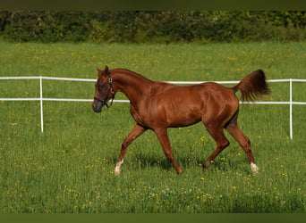 Koń czystej krwi arabskiej, Ogier, 1 Rok, 156 cm, Kasztanowata