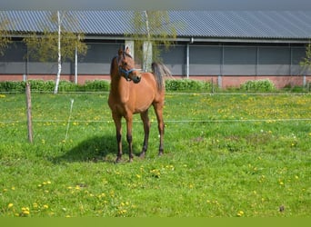 Koń czystej krwi arabskiej, Ogier, 1 Rok, 157 cm, Gniada