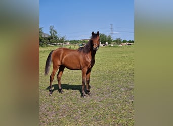 Koń czystej krwi arabskiej, Ogier, 1 Rok, 157 cm, Gniada