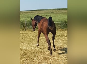 Koń czystej krwi arabskiej, Ogier, 1 Rok, 158 cm, Gniada