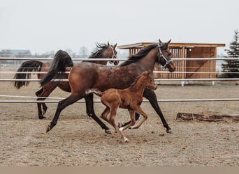 Koń czystej krwi arabskiej, Ogier, 1 Rok, 158 cm, Gniada