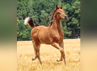Koń czystej krwi arabskiej, Ogier, 1 Rok, 158 cm, Gniada