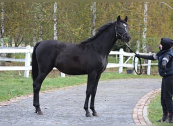 Koń czystej krwi arabskiej, Ogier, 1 Rok, 159 cm, Kara