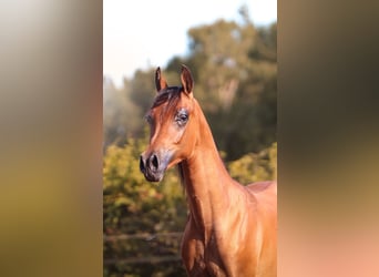 Koń czystej krwi arabskiej, Ogier, 1 Rok, 160 cm, Gniada