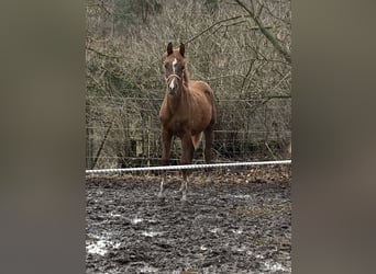Koń czystej krwi arabskiej, Ogier, 1 Rok, 160 cm, Kasztanowata