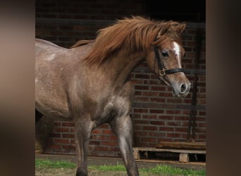 Koń czystej krwi arabskiej, Ogier, 1 Rok, 160 cm, Siwa
