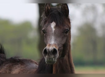 Koń czystej krwi arabskiej, Ogier, 1 Rok, 160 cm, Siwa