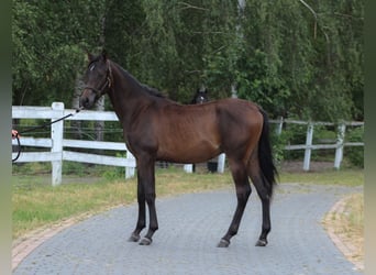 Koń czystej krwi arabskiej, Ogier, 1 Rok, 160 cm, Skarogniada