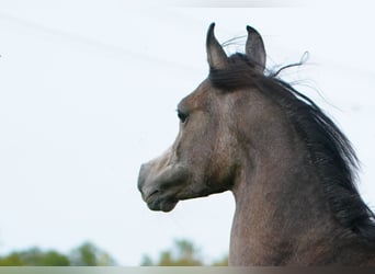 Koń czystej krwi arabskiej, Ogier, 1 Rok, 162 cm, Siwa