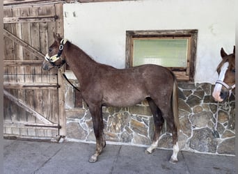 Koń czystej krwi arabskiej, Ogier, 1 Rok, 165 cm, Siwa