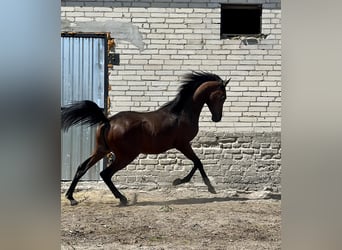 Koń czystej krwi arabskiej, Ogier, 1 Rok, Ciemnogniada