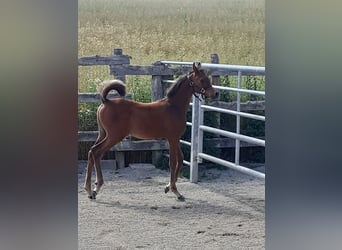 Koń czystej krwi arabskiej, Ogier, 1 Rok, Gniada