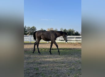 Koń czystej krwi arabskiej, Ogier, 1 Rok, Gniada