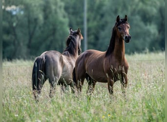 Koń czystej krwi arabskiej, Ogier, 1 Rok, Gniada