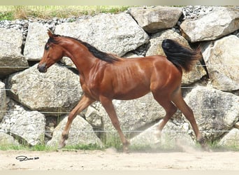 Koń czystej krwi arabskiej, Ogier, 1 Rok, Gniada