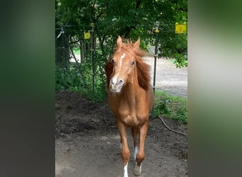 Koń czystej krwi arabskiej, Ogier, 1 Rok, Kasztanowata