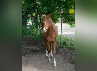 Koń czystej krwi arabskiej, Ogier, 1 Rok, Kasztanowata