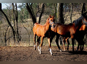 Koń czystej krwi arabskiej, Ogier, 1 Rok, Kasztanowata