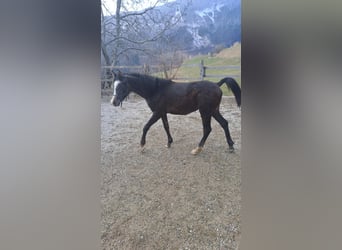 Koń czystej krwi arabskiej, Ogier, 1 Rok, Kasztanowatodereszowata