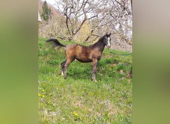 Koń czystej krwi arabskiej, Ogier, 1 Rok, Kasztanowatodereszowata