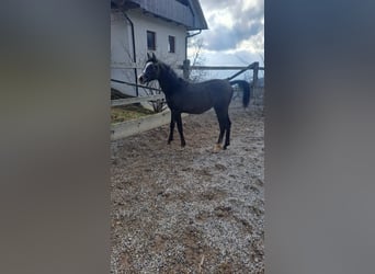 Koń czystej krwi arabskiej, Ogier, 1 Rok, Kasztanowatodereszowata