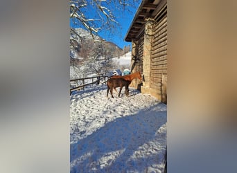 Koń czystej krwi arabskiej, Ogier, 1 Rok, Kasztanowatodereszowata