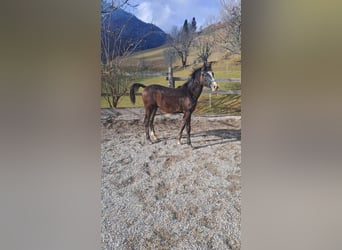 Koń czystej krwi arabskiej, Ogier, 1 Rok, Kasztanowatodereszowata