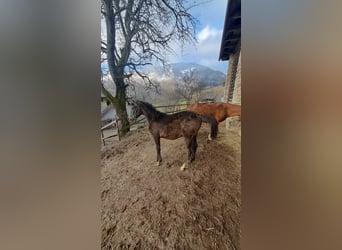 Koń czystej krwi arabskiej, Ogier, 1 Rok, Kasztanowatodereszowata