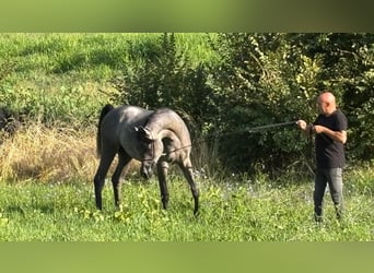 Koń czystej krwi arabskiej, Ogier, 1 Rok, Może być siwy