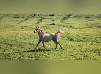 Koń czystej krwi arabskiej, Ogier, 1 Rok, Siwa