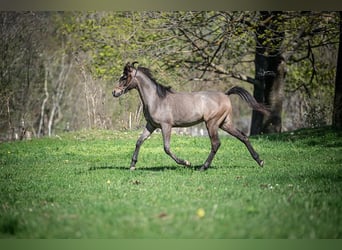 Koń czystej krwi arabskiej, Ogier, 1 Rok, Siwa