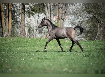 Koń czystej krwi arabskiej, Ogier, 1 Rok, Siwa