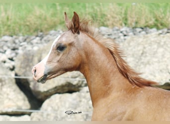 Koń czystej krwi arabskiej, Ogier, 1 Rok, Siwa