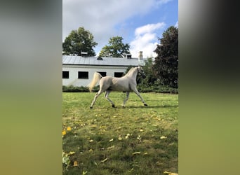 Koń czystej krwi arabskiej, Ogier, 21 lat, Siwa