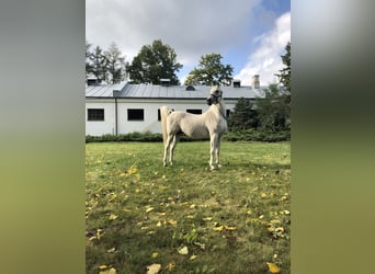 Koń czystej krwi arabskiej, Ogier, 21 lat, Siwa