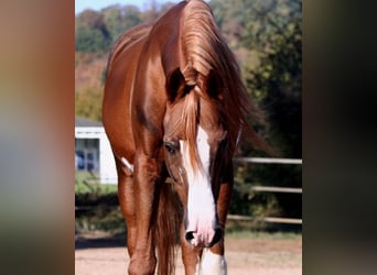 Koń czystej krwi arabskiej, Ogier, 22 lat, 155 cm, Kasztanowata