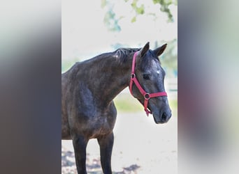 Koń czystej krwi arabskiej, Ogier, 2 lat, 148 cm, Siwa