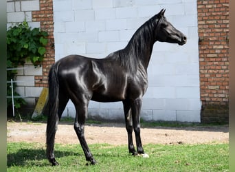 Koń czystej krwi arabskiej, Ogier, 2 lat, 149 cm, Kara