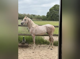 Koń czystej krwi arabskiej, Ogier, 2 lat, 150 cm, Może być siwy