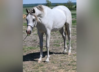 Koń czystej krwi arabskiej, Ogier, 2 lat, 150 cm, Siwa