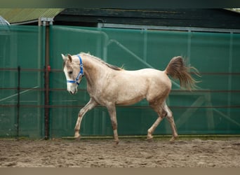 Koń czystej krwi arabskiej, Ogier, 2 lat, 150 cm, Siwa