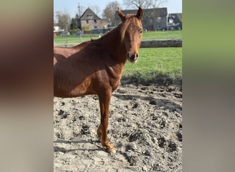 Koń czystej krwi arabskiej, Ogier, 2 lat, 151 cm, Ciemnokasztanowata
