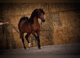 Koń czystej krwi arabskiej, Ogier, 2 lat, 154 cm, Ciemnokasztanowata