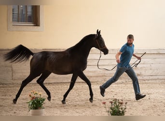 Koń czystej krwi arabskiej, Ogier, 2 lat, 154 cm