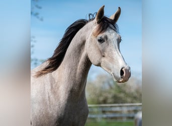 Koń czystej krwi arabskiej, Ogier, 2 lat, 154 cm, Siwa