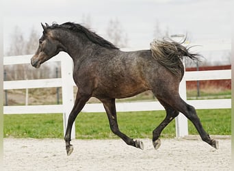 Koń czystej krwi arabskiej, Ogier, 2 lat, 154 cm, Siwa