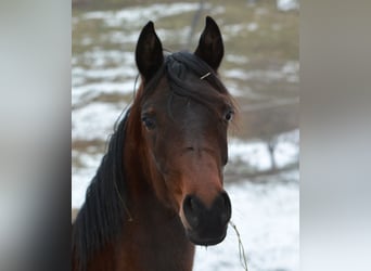 Koń czystej krwi arabskiej, Ogier, 2 lat, 155 cm, Gniada