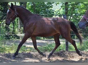 Koń czystej krwi arabskiej, Ogier, 2 lat, 155 cm, Gniada
